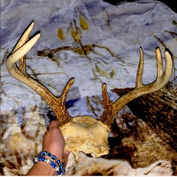 6-8 Point Deer Rack Great for Mounting in Man Cave - Picture 2 of 16